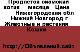 Продается сиамский котик, 3 месяца › Цена ­ 800 - Нижегородская обл., Нижний Новгород г. Животные и растения » Кошки   